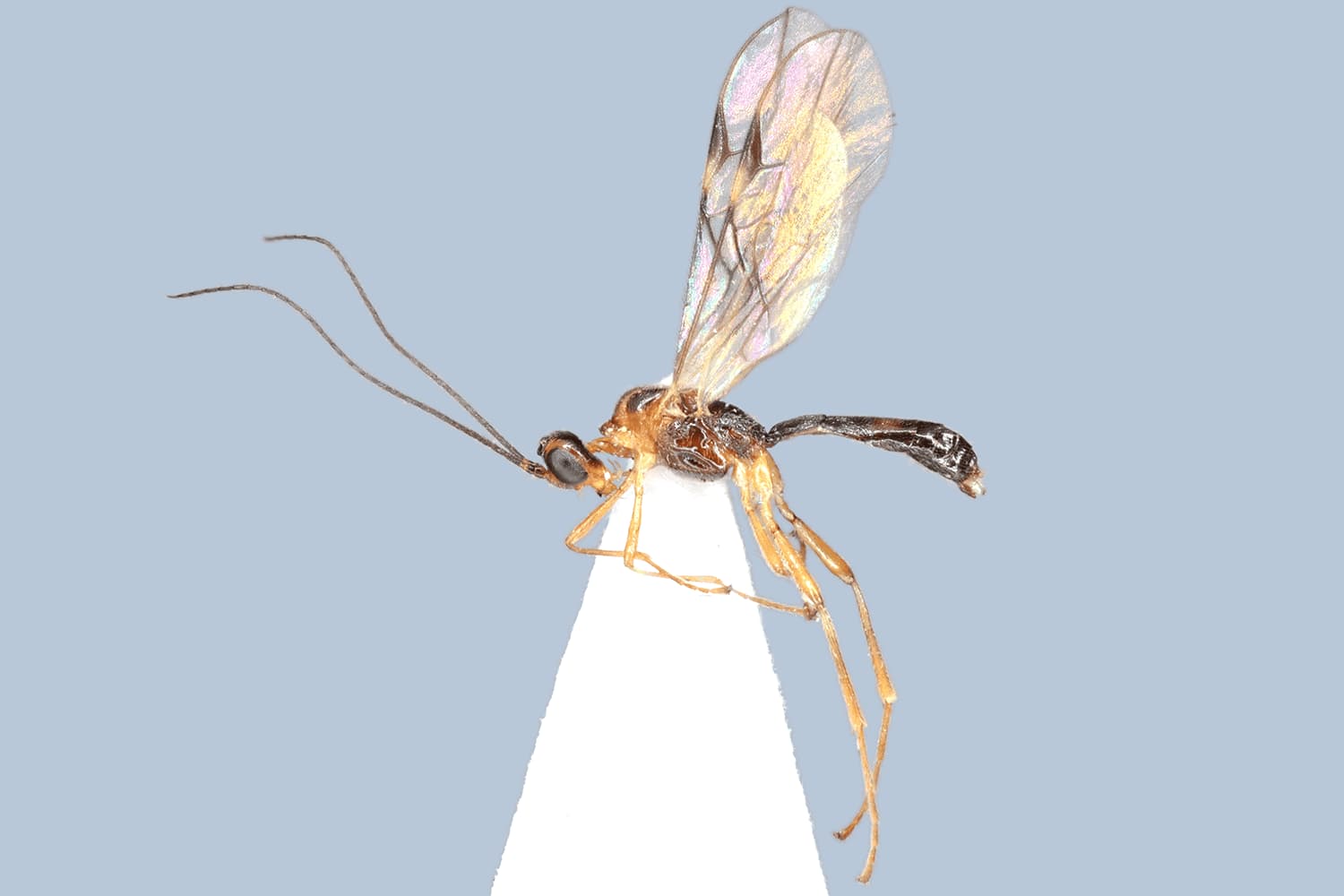 Default image